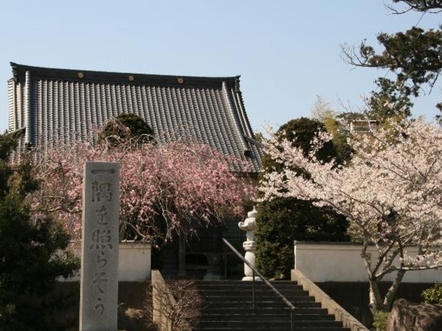 真光寺の桜の写真1