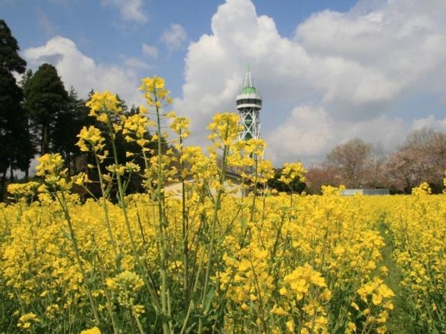 菜の花畑(さんぶの森公園駐車場わき)の写真1