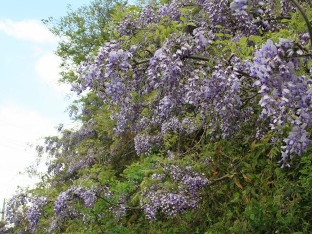 藤の花(山武成東IC付近の山斜面)の写真1