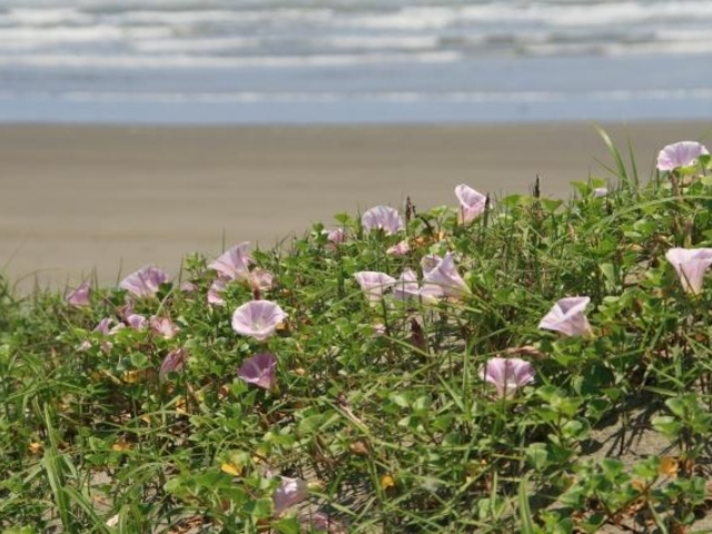浜昼顔(小松海水浴場付近)の写真1