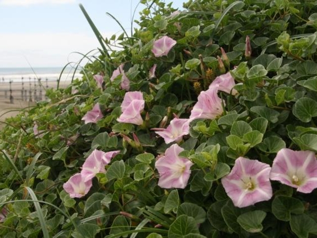 浜昼顔(本須賀海水浴場付近)の写真1