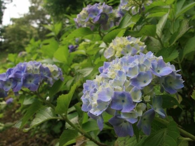 あじさい(さんぶの森公園・いこいの広場)の写真1