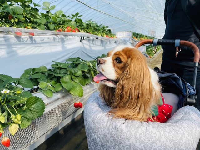 大好評の愛犬連れ限定プランも実施中!_小山ファーム