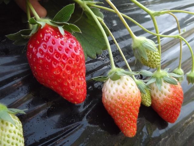 大久保いちご園の写真1