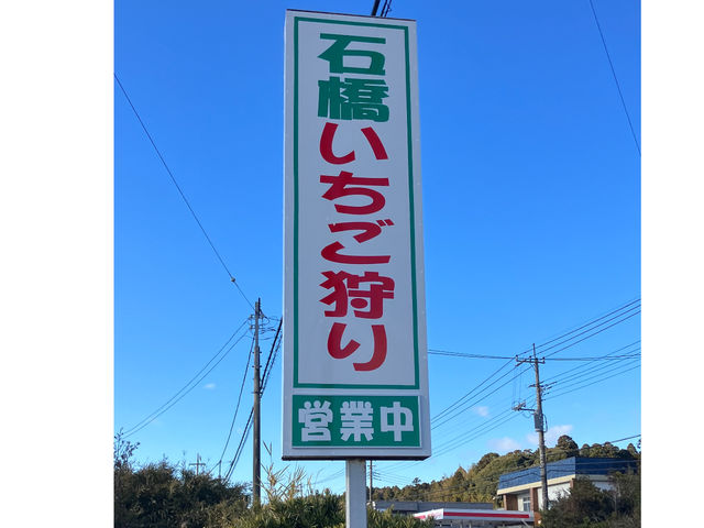 いちご狩りハウスにはこの看板を目印にお越し下さい。_石橋苺園