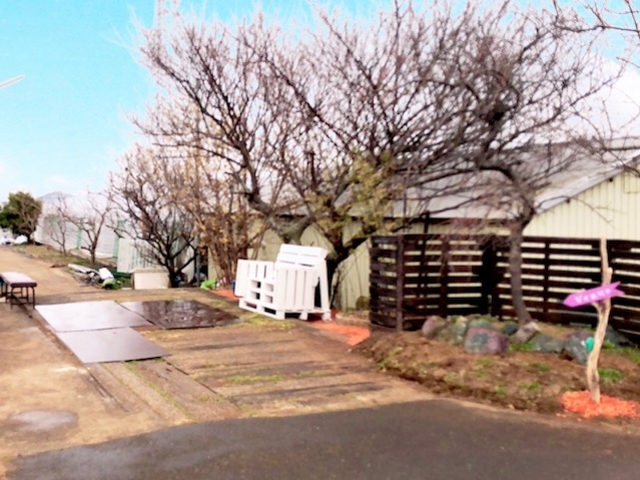 梅の木が入り口でお出迎え♪_内山苺園