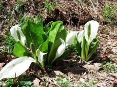 嶽原の水芭蕉の写真1