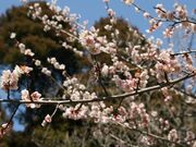 梅の木(東沖渡地区)の写真2