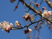 梅の木(東沖渡地区)の写真3