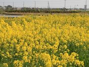 道の駅オライはすぬまの菜の花の写真2