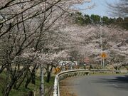 桜道(中津田公民館)の写真2