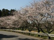 桜道(中津田公民館)の写真3
