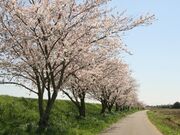 桜並木(栄橋周辺)の写真2
