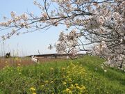 桜並木(栄橋周辺)の写真3