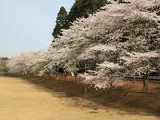 桜並木(日向の森野球場前方)の写真2