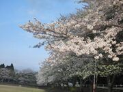 桜並木(日向の森野球場前方)の写真3