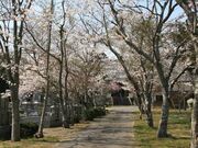 真光寺の桜の写真2