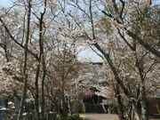 真光寺の桜の写真3