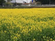 菜の花畑(さんぶの森公園駐車場わき)の写真2