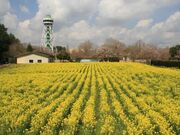 菜の花畑(さんぶの森公園駐車場わき)の写真3