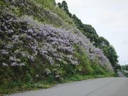 藤の花(山武成東IC付近の山斜面)の写真2