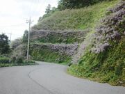 藤の花(山武成東IC付近の山斜面)の写真3