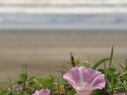浜昼顔(小松海水浴場付近)の写真2