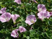 浜昼顔(小松海水浴場付近)の写真3