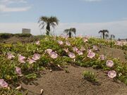 浜昼顔(本須賀海水浴場付近)の写真2