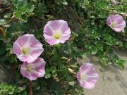 浜昼顔(本須賀海水浴場付近)の写真3