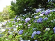 あじさい(さんぶの森公園・いこいの広場)の写真2