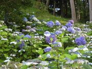 あじさい(さんぶの森公園・いこいの広場)の写真3
