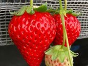 あきらいちご園の写真3