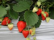 金田苺園の写真2