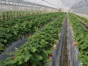 金田苺園の写真3