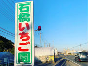 石橋苺園の写真3