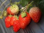 杉谷苺園の写真2