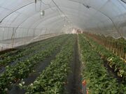 杉谷苺園の写真3