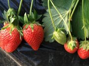 仁田苺園の写真2