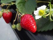 猪野苺園の写真2