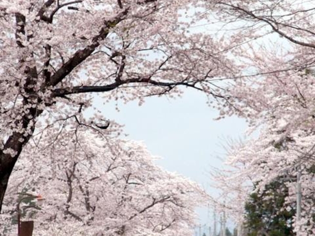 桜の回廊(国道397号線の桜並木)
