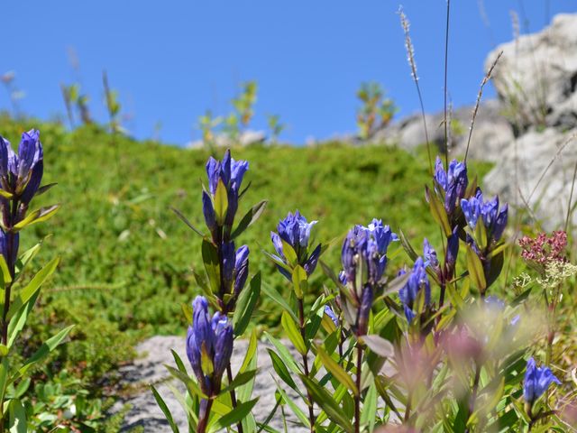 那須町の町花。花の頃には、登山道のいたるところに紫色の綺麗なりんどうを見ることができる。_休暇村 那須
