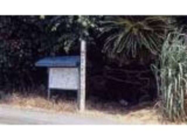 大型有孔虫化石密集産地の写真1