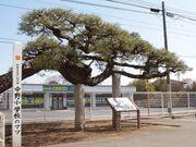 中野小学校のマツの写真1