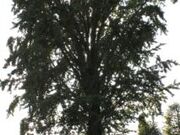 恩林寺のイチョウの写真1