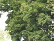 恩林寺のケヤキの写真1