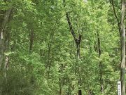 狭山丘陵の都立公園「八国山緑地」の写真1