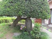 地蔵菩薩像(長坂橋の笠地蔵)の写真1