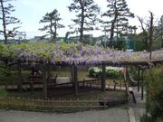 芦城公園の藤の写真1