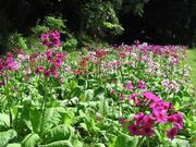 岩戸神社の写真2